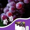 10003 SP2s思博瑞 一代通用蛋